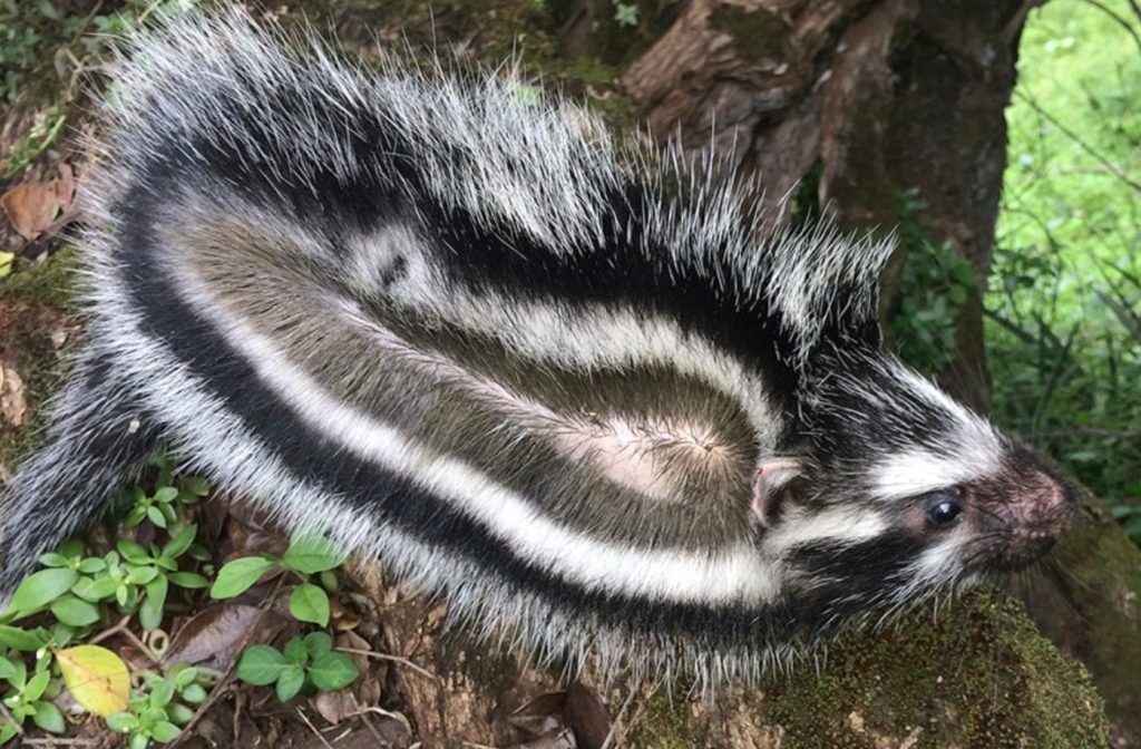 Killer Fur: maailmas on ainult üks mürgine näriline, kes suudab tappa isegi elevandi
