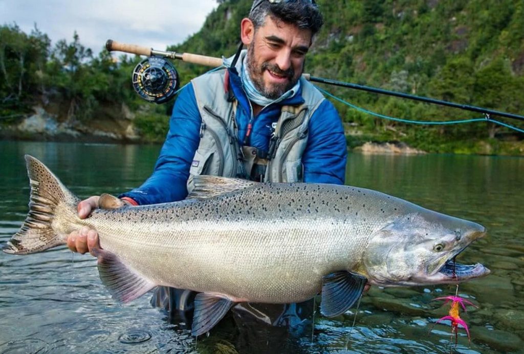 Oncorhynchus tshawytscha