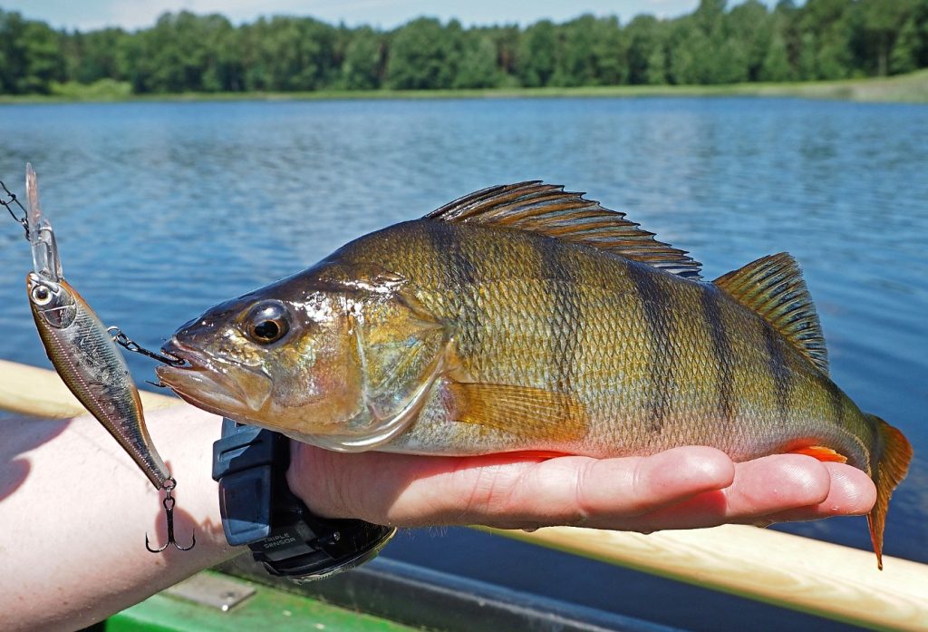 Me ei hinda seda kala piisavalt, kuigi see maitseb suurepäraselt. Sellel on delikaatne maitse, palju valku ja vähe rasva