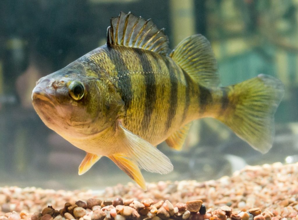 Perca flavescens