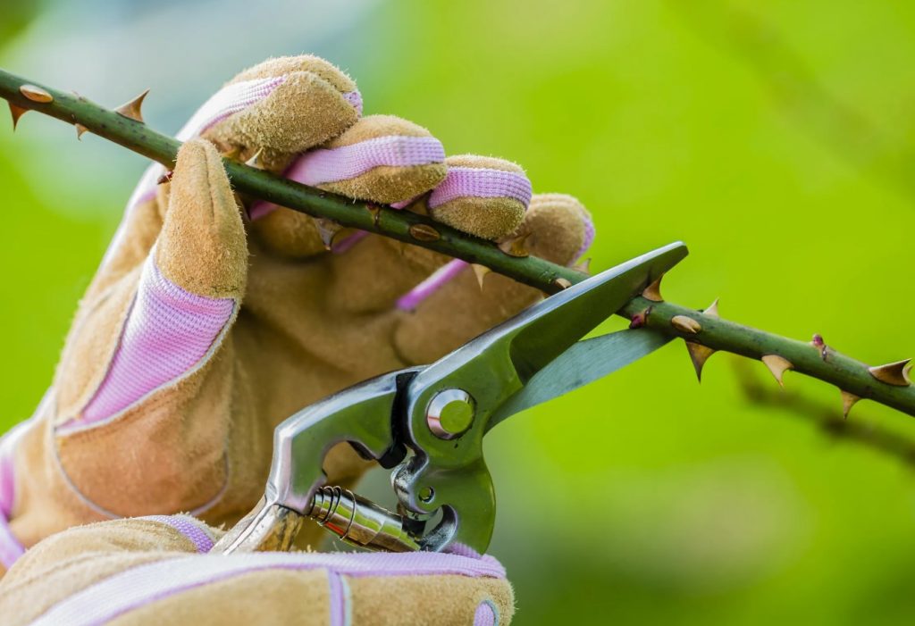 5 lihtsat sammu, millega valmistad aia sügiseks ja talveks ette nagu professionaal