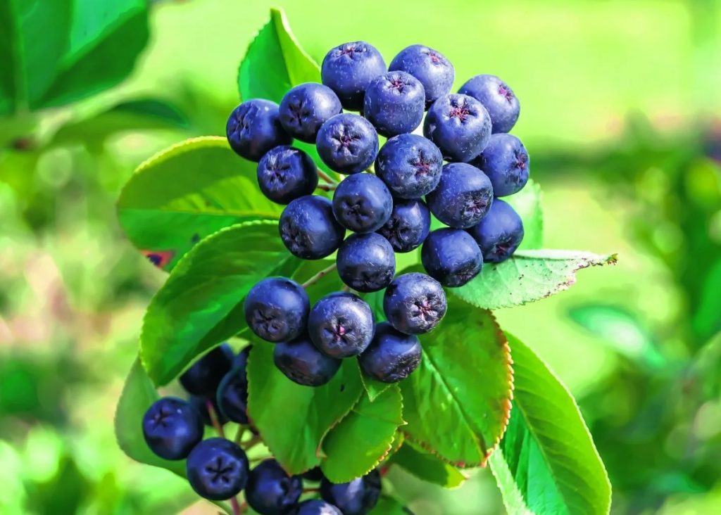 Mida teha, et aronia ei oleks kibe? Puuviljade külmutamine ei ole tavaliselt piisav