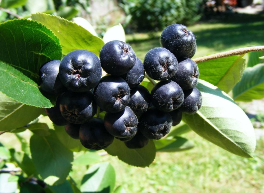 Mida teha, et aronia ei oleks kibe? Puuviljade külmutamine ei ole tavaliselt piisav