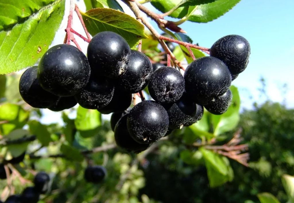 Mida teha, et aronia ei oleks kibe? Puuviljade külmutamine ei ole tavaliselt piisav