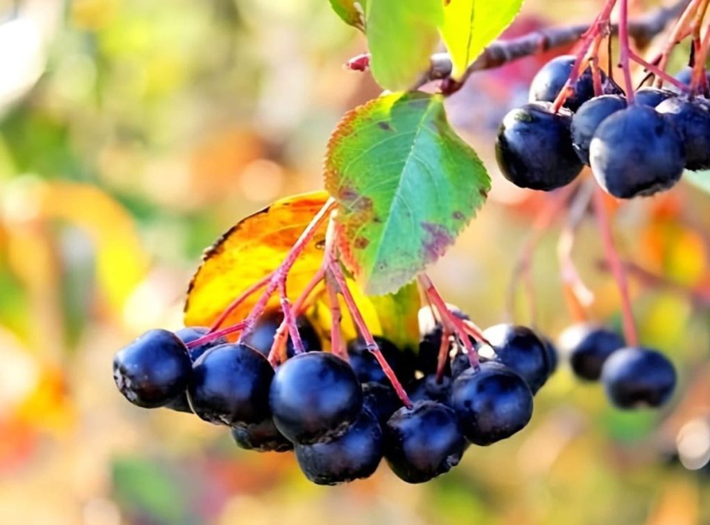 Mida teha, et aronia ei oleks kibe? Puuviljade külmutamine ei ole tavaliselt piisav