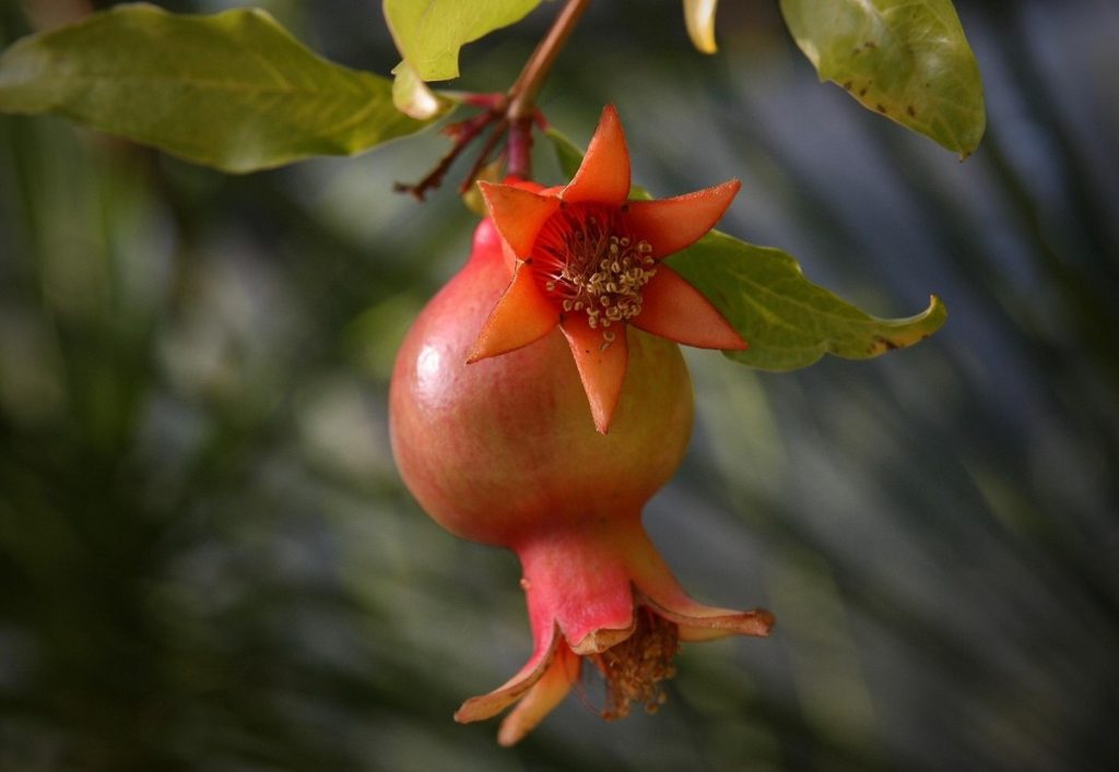 Ideaalne suupiste eakatele ja südame tervise eest hoolitsevatele inimestele. Puhastab arterid ladestumistest ja hoiab südame tervena