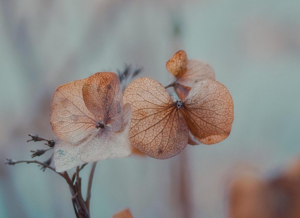 Parim aeg hortensia kuivatamiseks. Lilled jäävad nagu ajakirjast