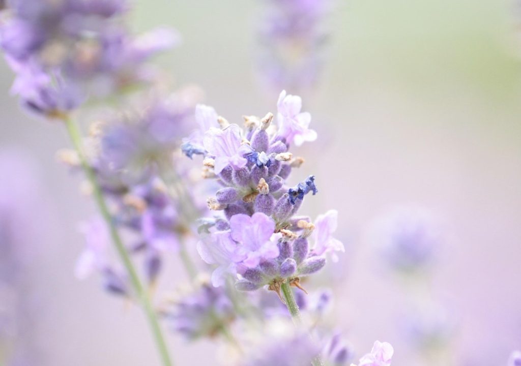 Lavendel õitseb veelgi rikkalikumalt: aitab üks tegevus augustis