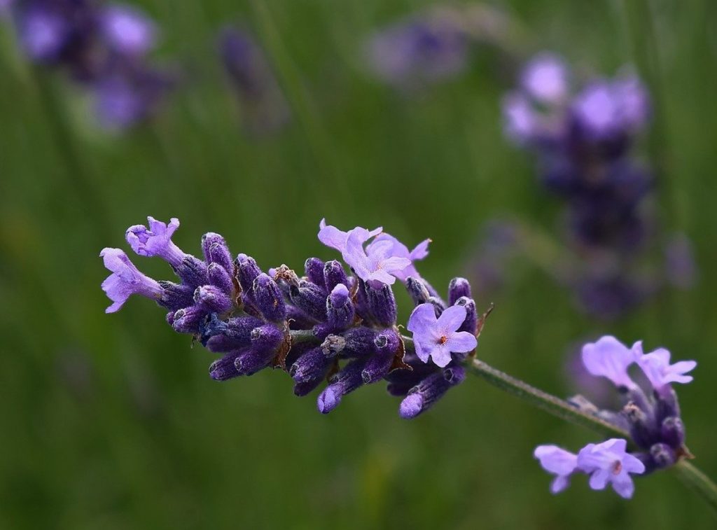 Lavendel õitseb veelgi rikkalikumalt: aitab üks tegevus augustis