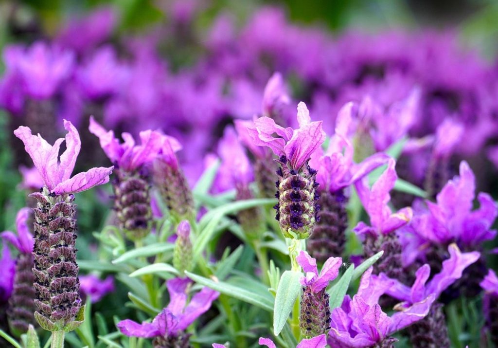 Lavendel õitseb veelgi rikkalikumalt: aitab üks tegevus augustis