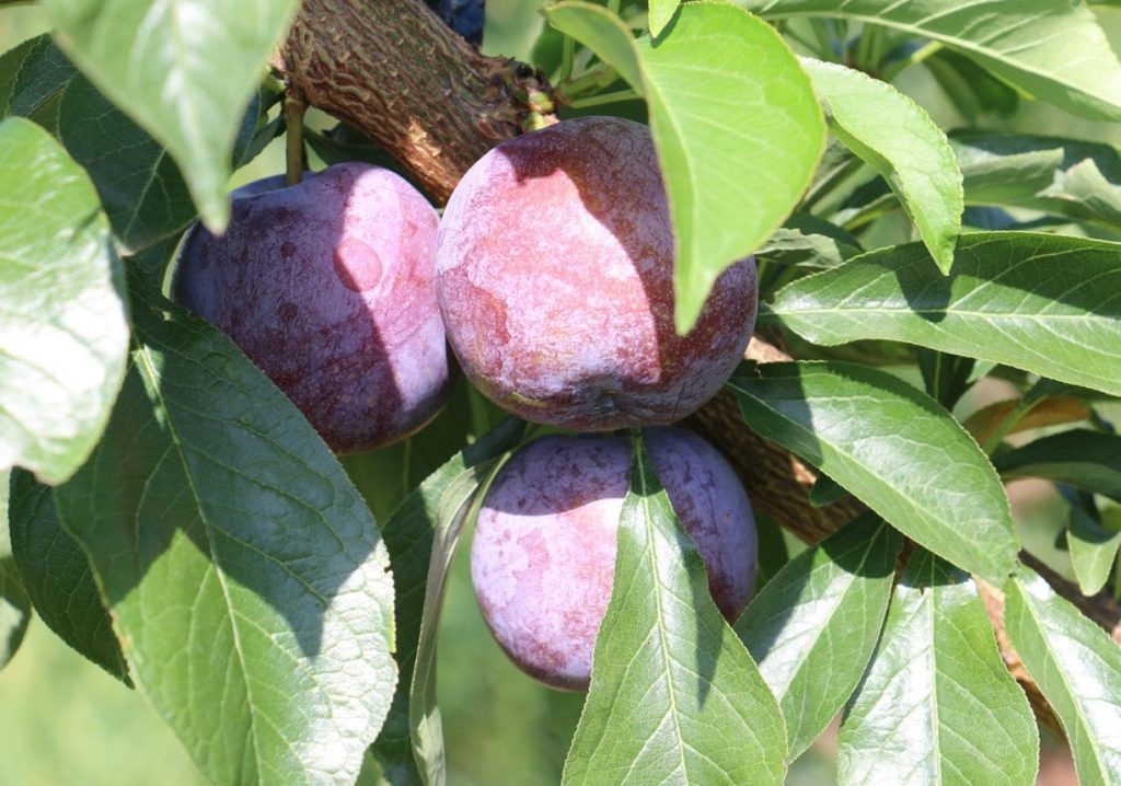 Meie alahinnatud ploom – aga see ravib