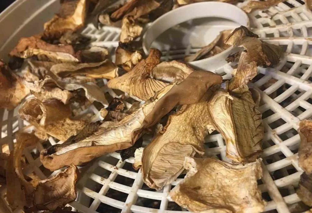 Seente kuivatamine samm-sammult. Vaata, mis võib su saagi rikkuda