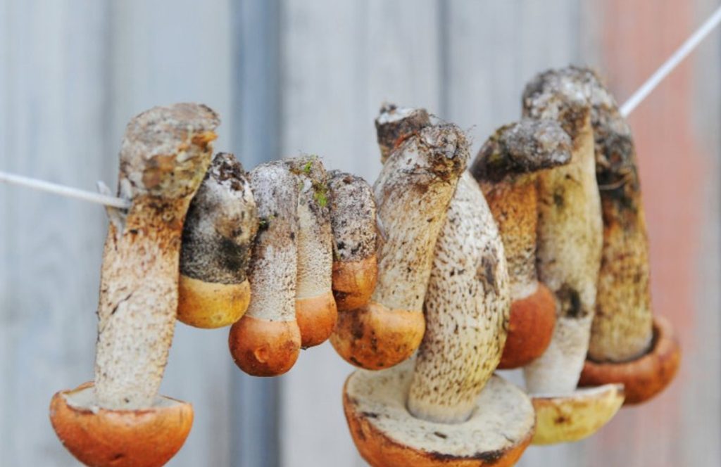 Seente kuivatamine samm-sammult. Vaata, mis võib su saagi rikkuda