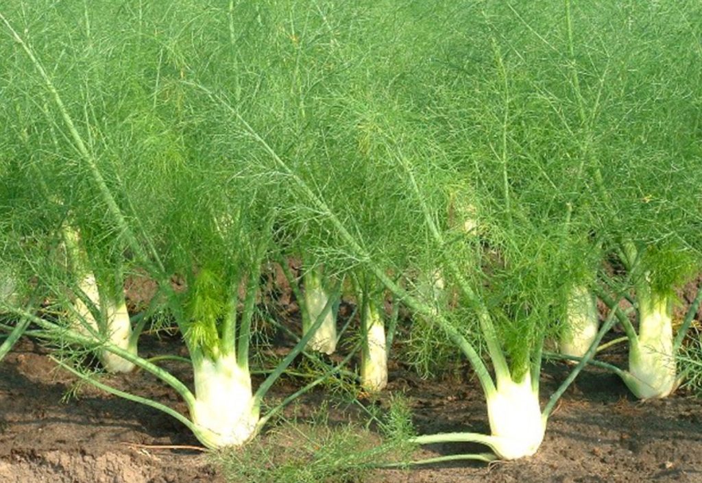 Itaalia apteegitill