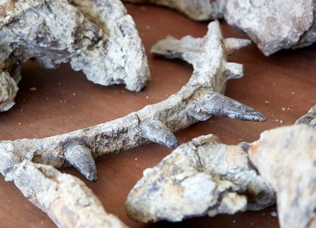 Paleontoloogid arvasid, et nad on juba näinud kõige kummalisemat dinosaurust, kuid uued leiud ületasid nende kujutlusvõime.