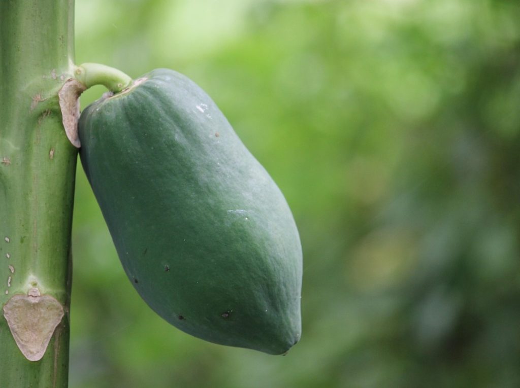 Roheline papaya – tutvuge sellega ja õppige seda õigesti kasutama