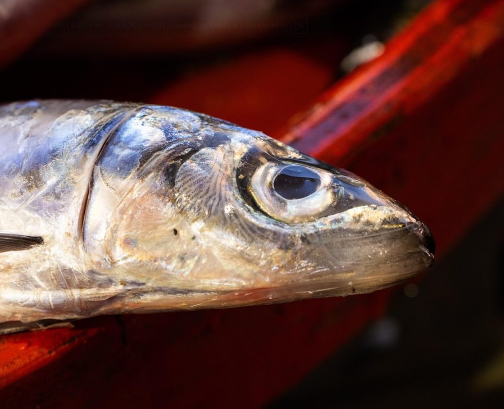 Kuidas veenduda kala värskuses: lihtne trikk tõelistele gurmaanidele – ärge langege pettuse ohvriks