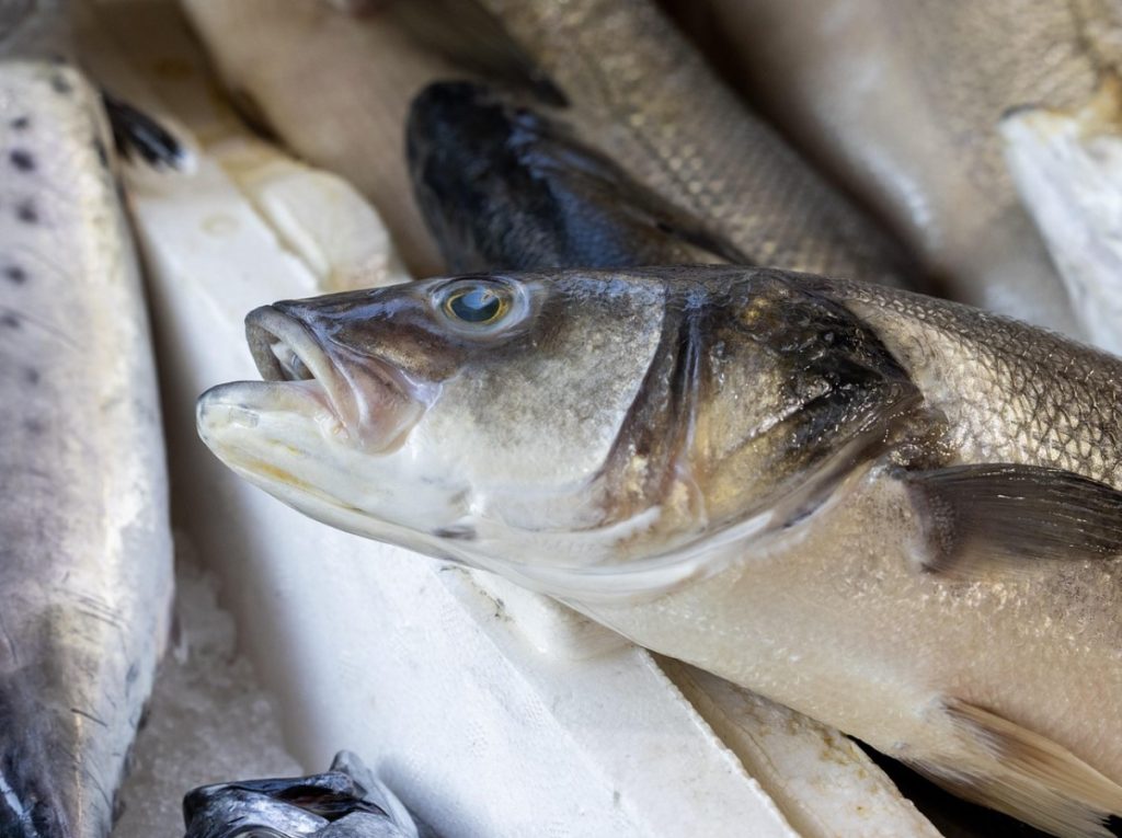 Kuidas veenduda kala värskuses: lihtne trikk tõelistele gurmaanidele – ärge langege pettuse ohvriks