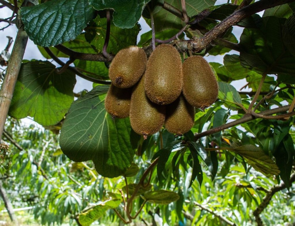 See on see, mis juhtub, kui sööte ühe kiivi päevas. See on see, kuidas see mõjutab teie keha.