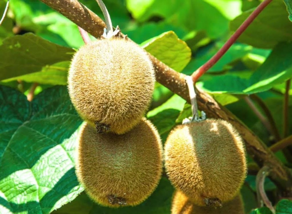 See on see, mis juhtub, kui sööte ühe kiivi päevas. See on see, kuidas see mõjutab teie keha.